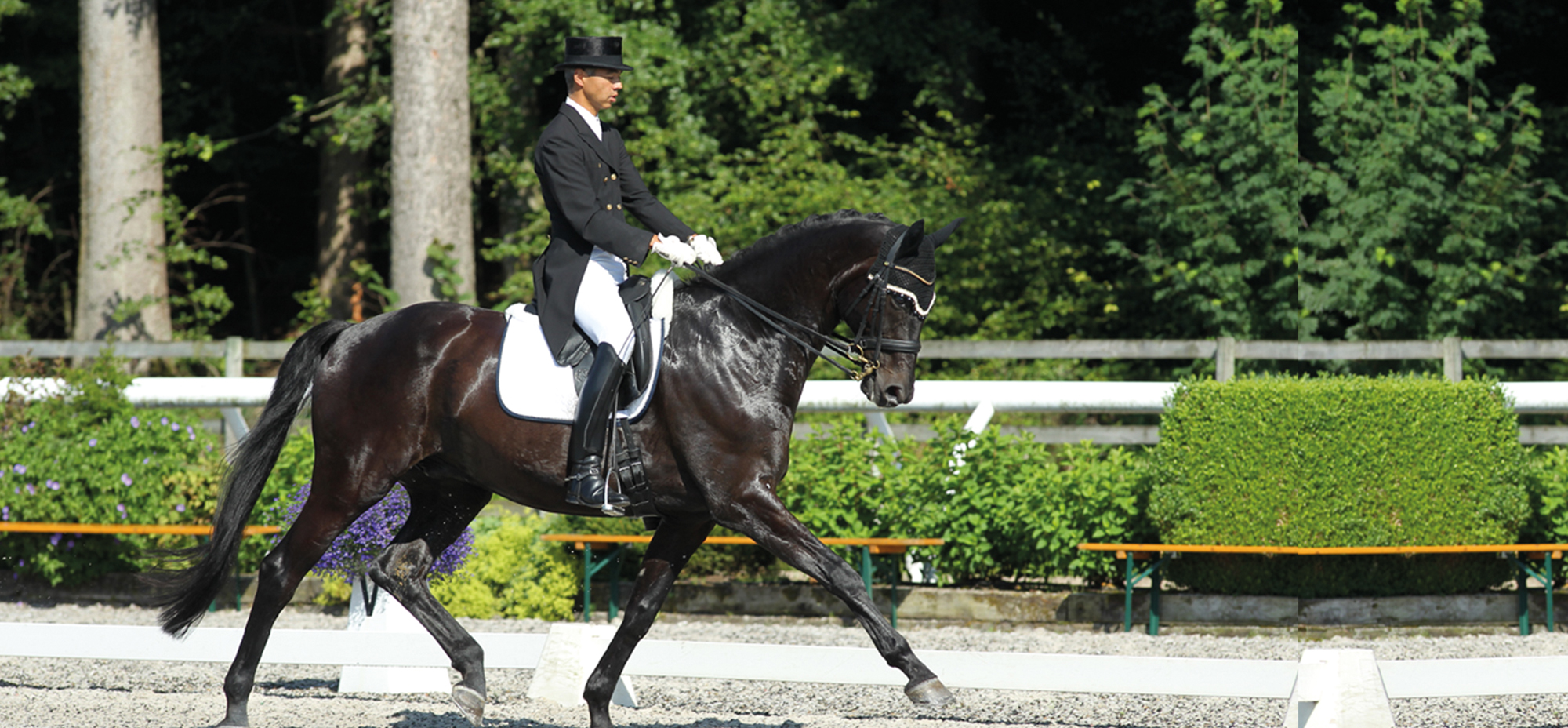 Dressurpferd mit Reiter